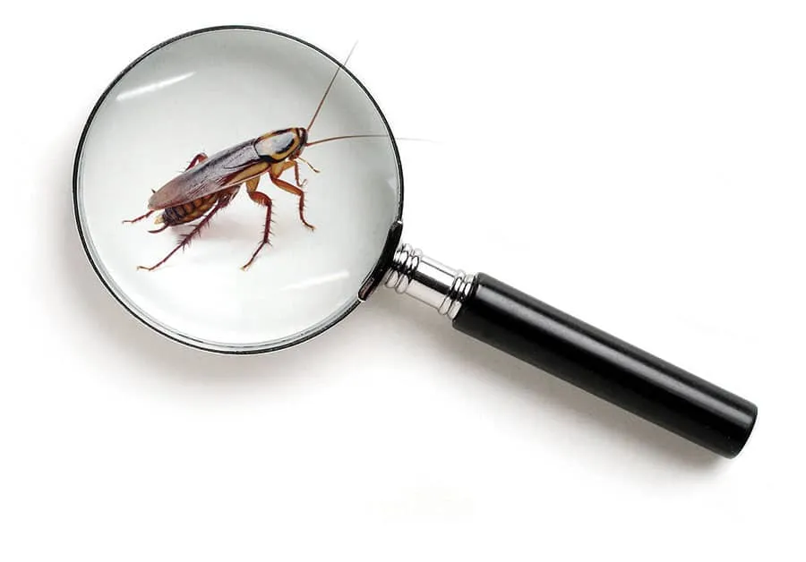 pestcontrol