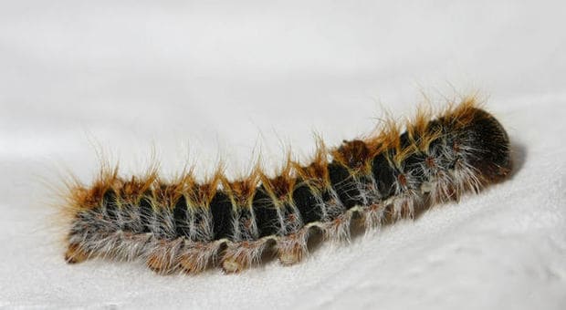larva processionaria